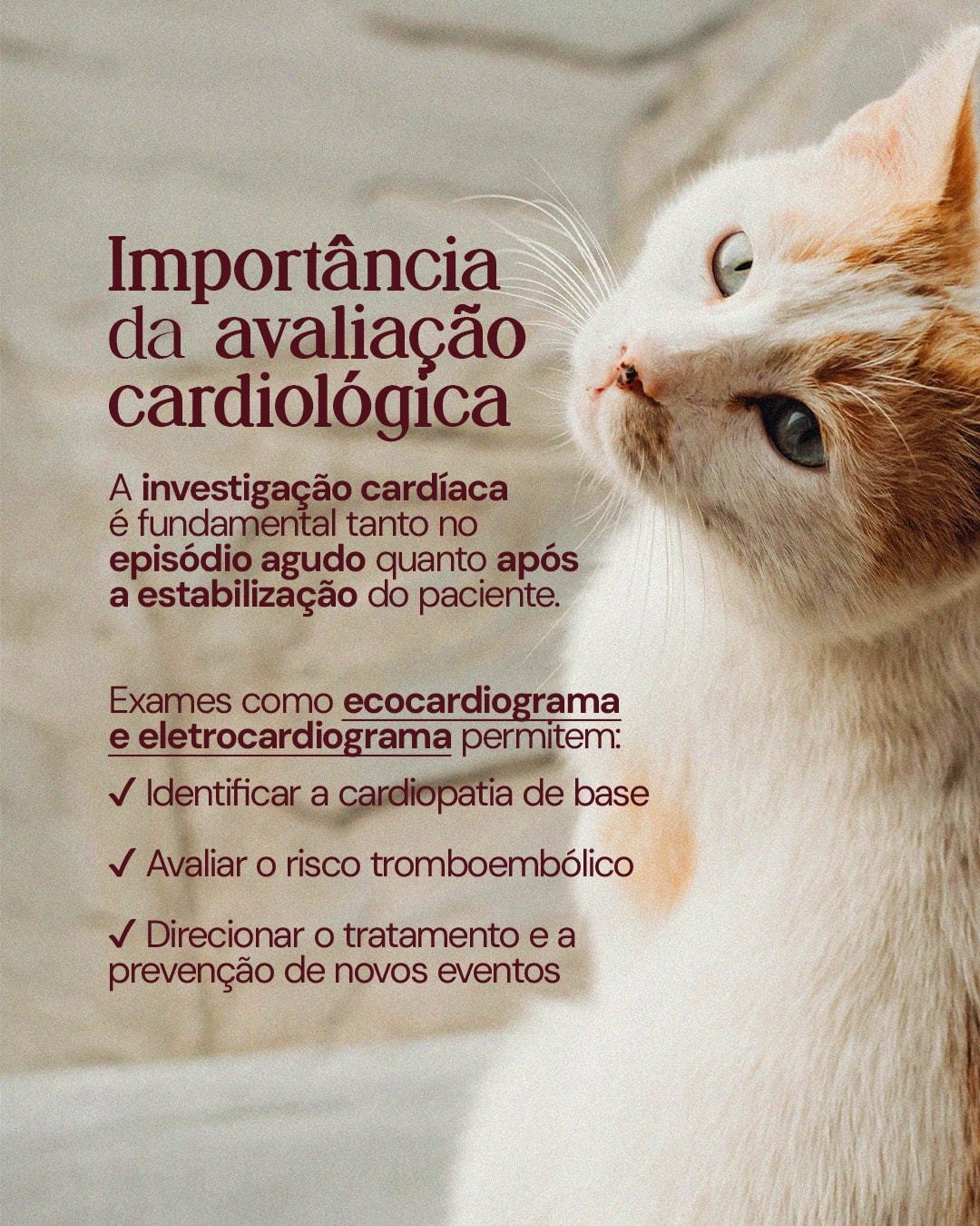 Importância da avaliação cardiológica em gatos do projeto DRA. THAIS MARCOTO