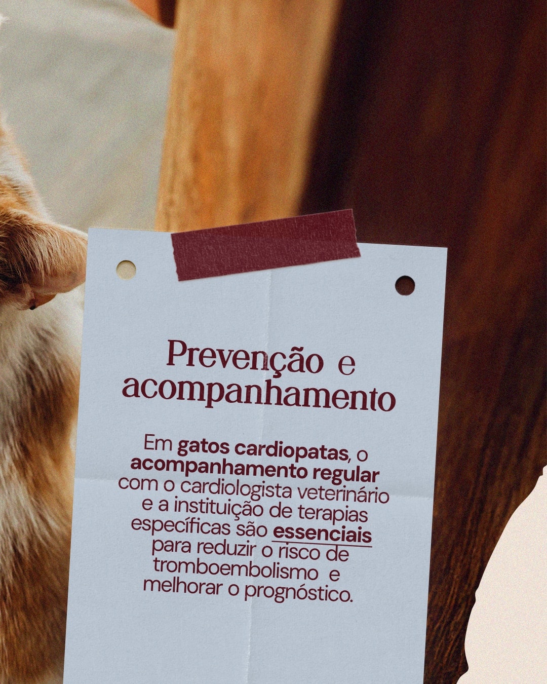 Prevenção e acompanhamento de gatos cardiopatas do projeto DRA. THAIS MARCOTO