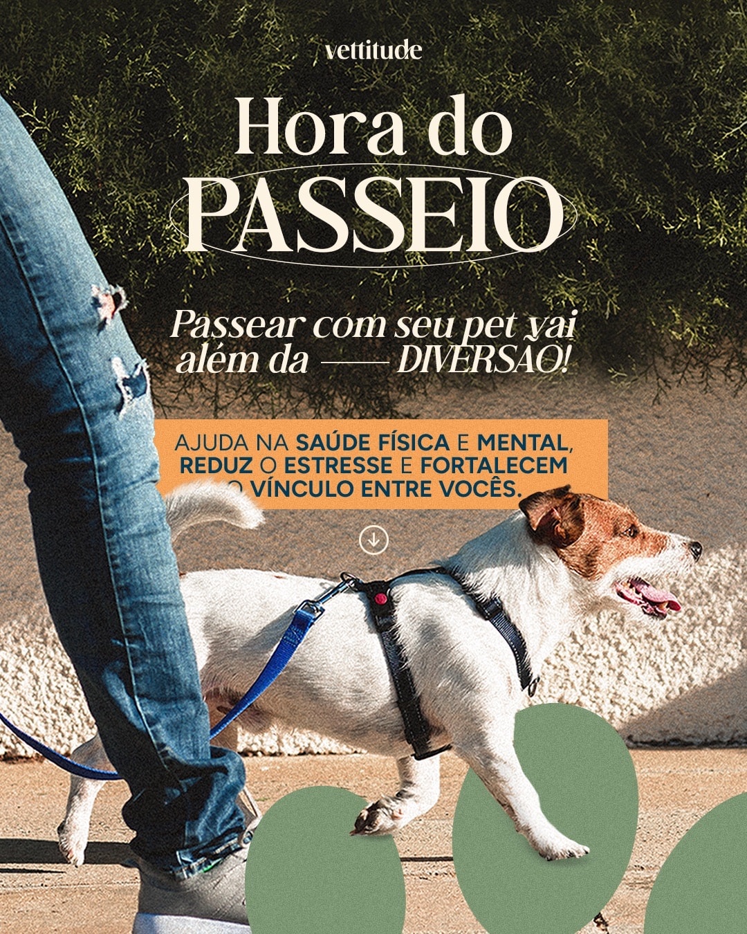 Post sobre os benefícios do passeio para a saúde do pet do projeto VETTITUDE