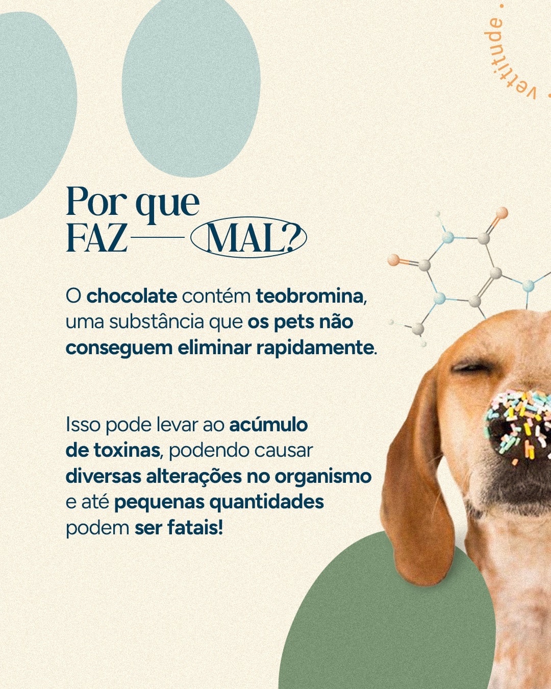 Explicação sobre a teobromina presente no chocolate do projeto VETTITUDE