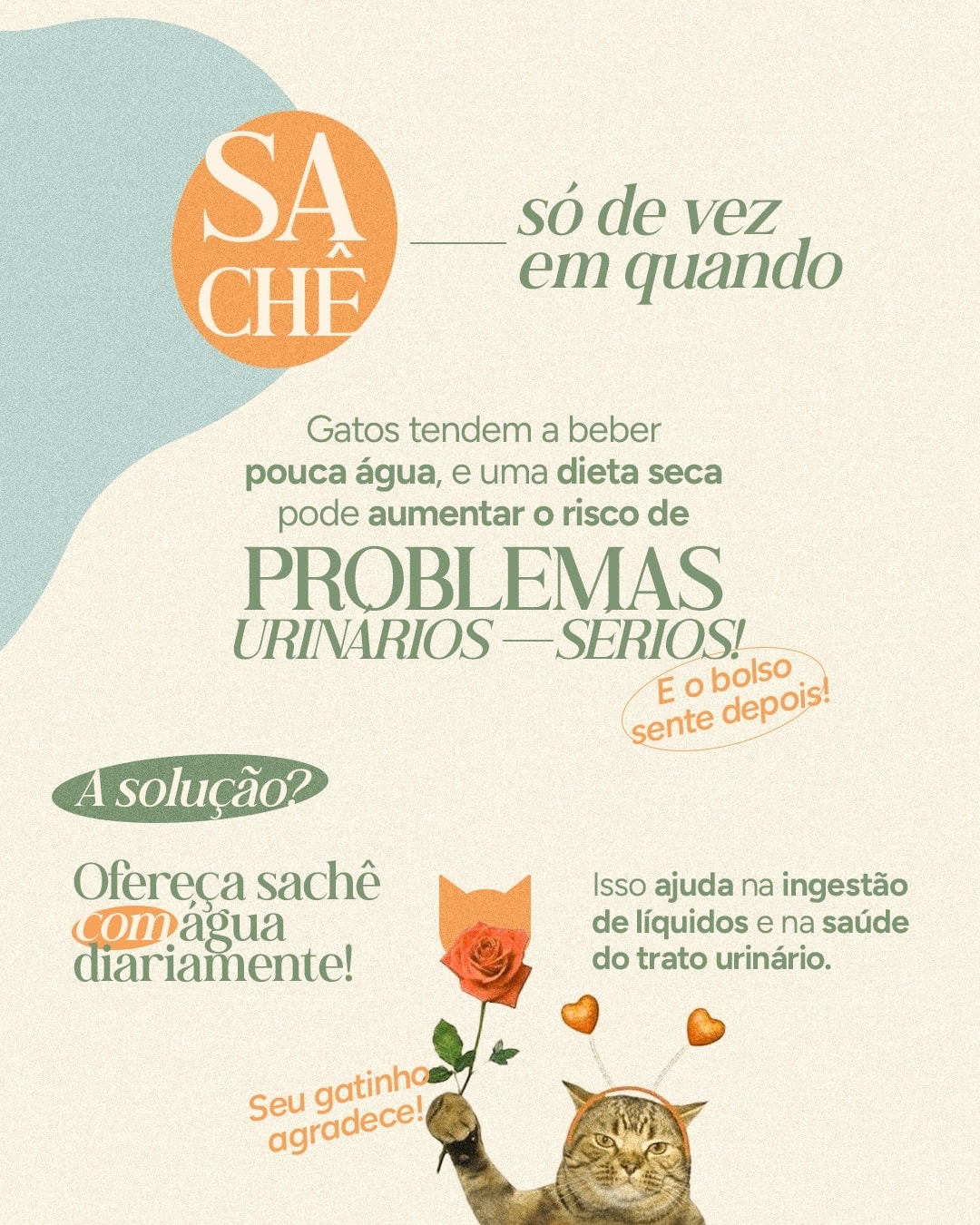 Post sobre sachê e hidratação na saúde urinária dos gatos do projeto VETTITUDE