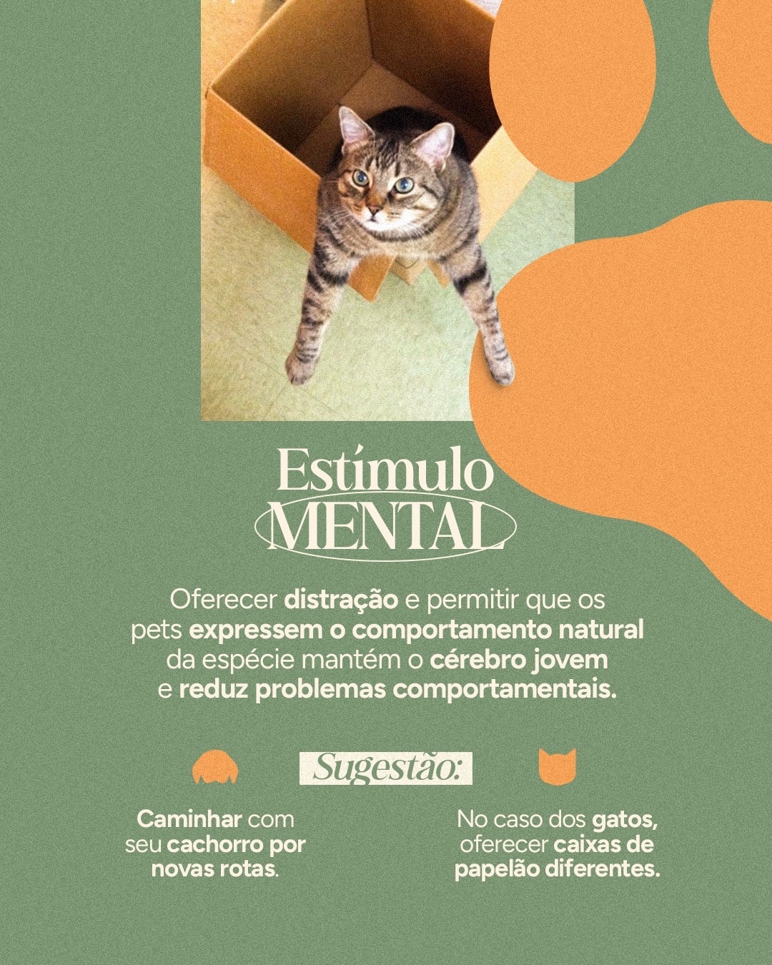 Post sobre estímulo mental para cães e gatos do projeto VETTITUDE