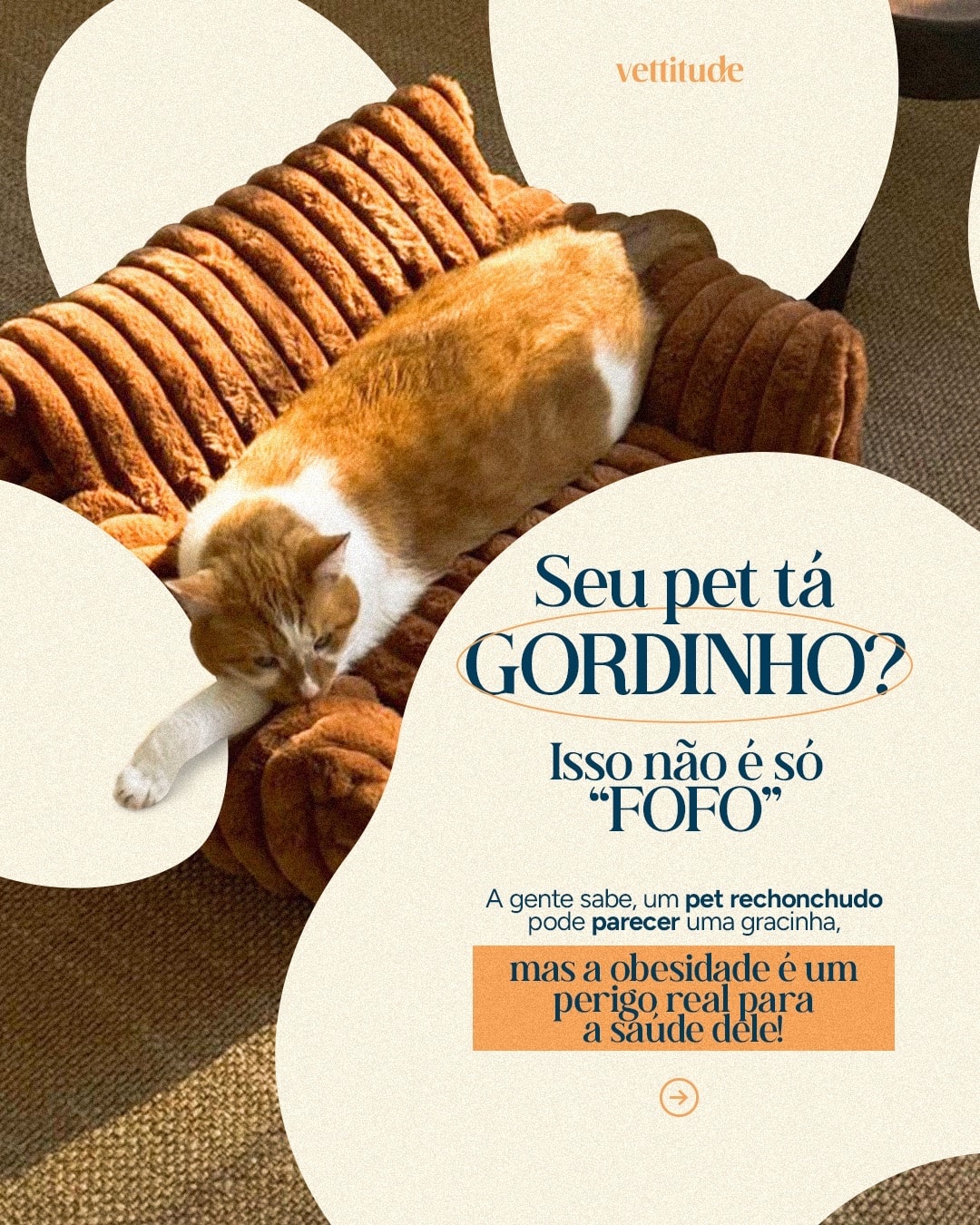 Capa de carrossel sobre obesidade e saúde dos pets do projeto VETTITUDE