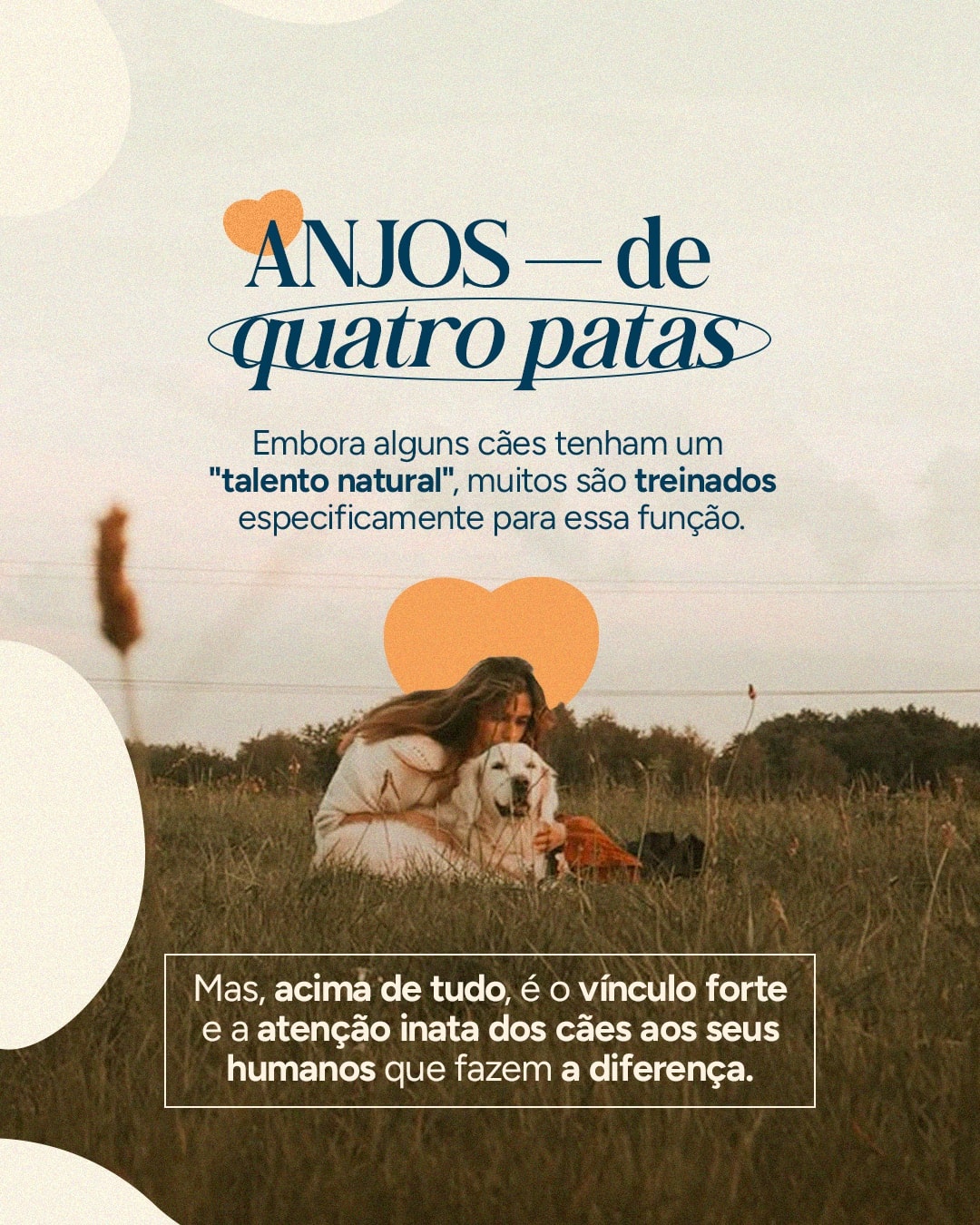Post sobre cães treinados para detectar doenças do projeto VETTITUDE