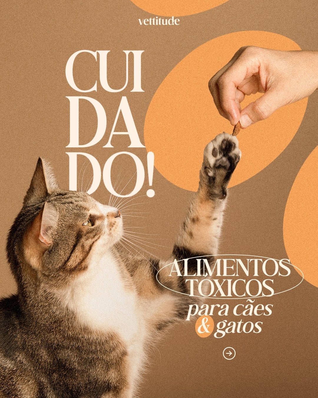 Capa sobre alimentos tóxicos para cães e gatos do projeto VETTITUDE