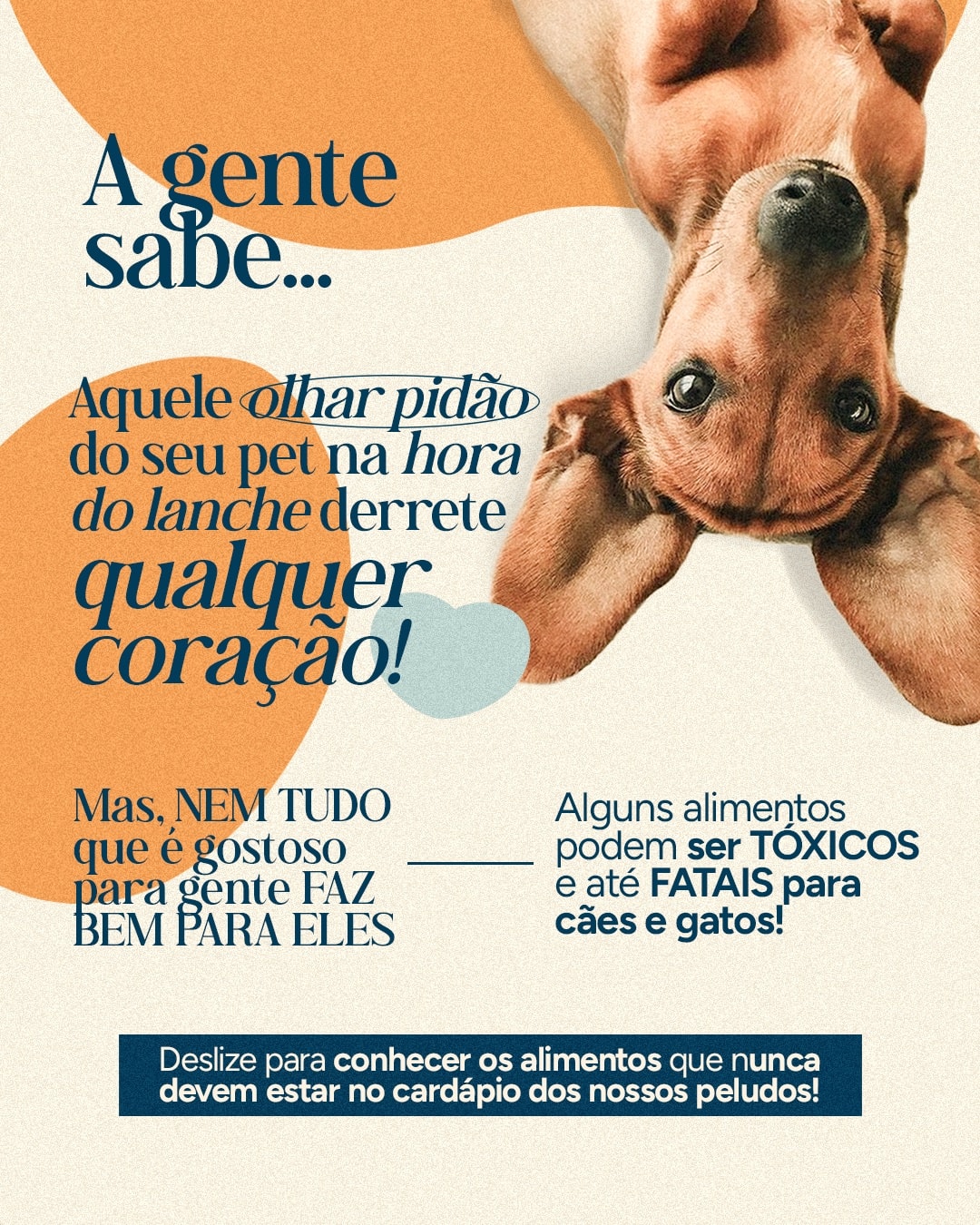 Introdução sobre alimentos que podem ser tóxicos para pets do projeto VETTITUDE