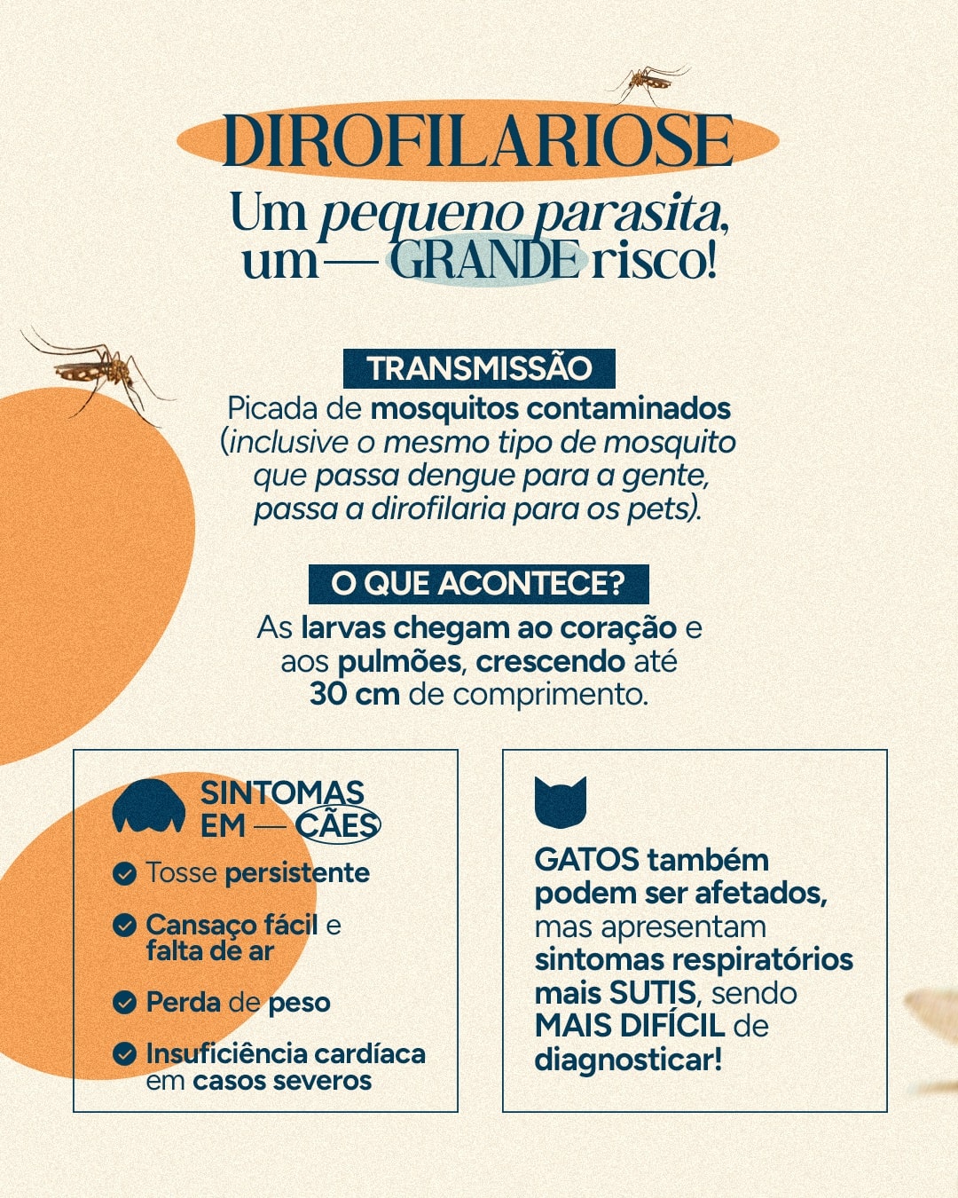 Explicação sobre transmissão e sintomas da dirofilariose do projeto VETTITUDE