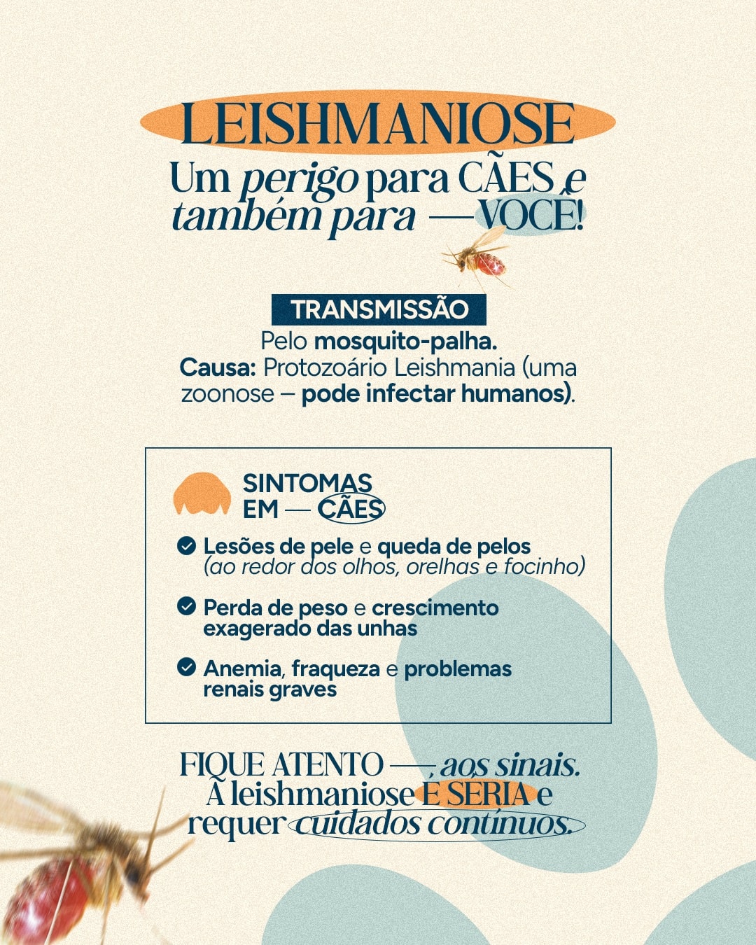 Explicação sobre transmissão e sintomas da leishmaniose do projeto VETTITUDE