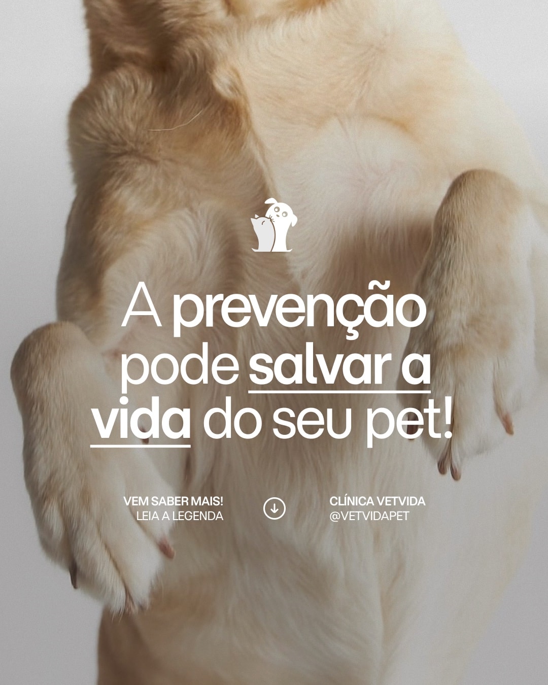 Post sobre a importância da prevenção na saúde do pet do projeto CLÍNICA VETVIDA