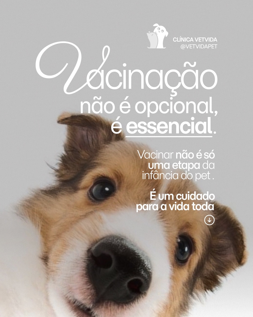 Post sobre vacinação como cuidado essencial do projeto CLÍNICA VETVIDA