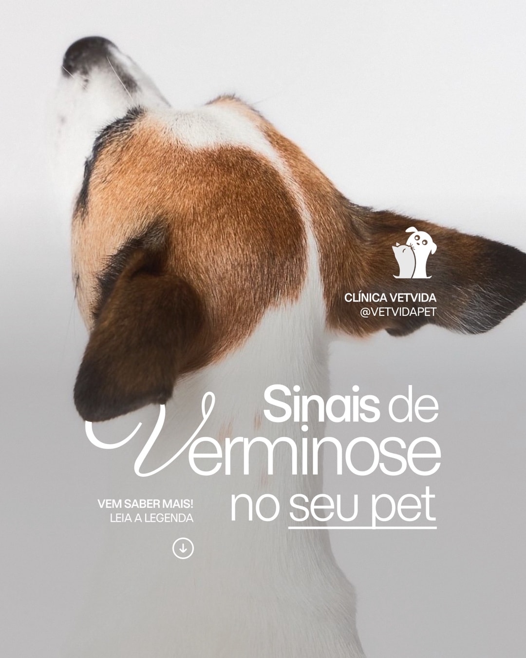 Post sobre sinais de verminose em pets do projeto CLÍNICA VETVIDA