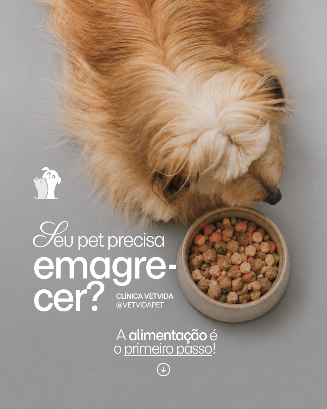 Post sobre alimentação e emagrecimento do pet do projeto CLÍNICA VETVIDA