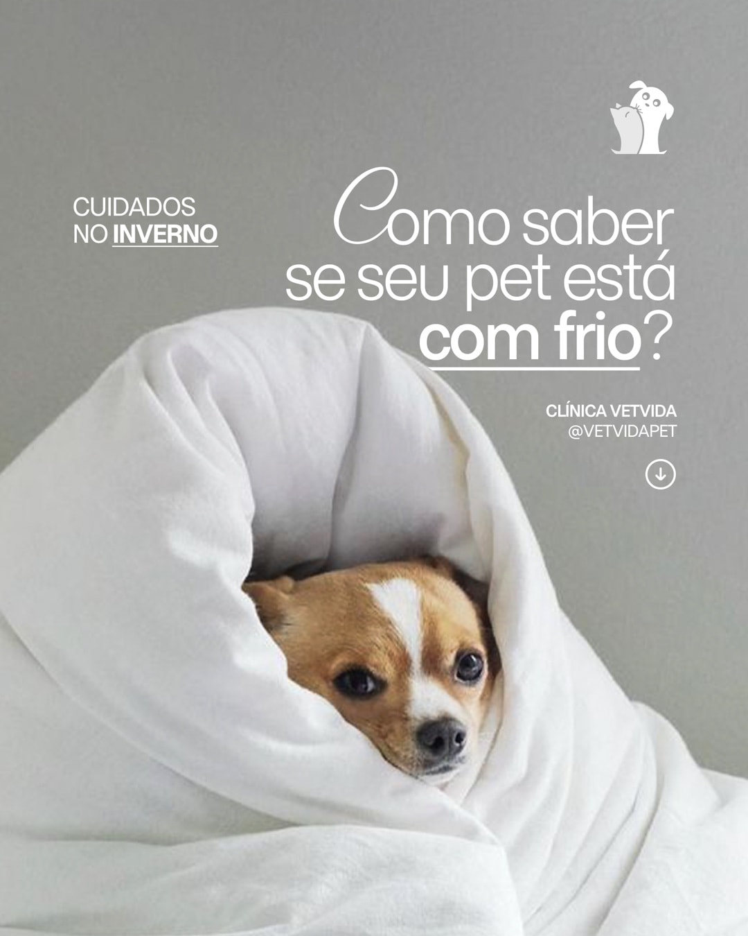 Post sobre sinais de frio em pets do projeto CLÍNICA VETVIDA