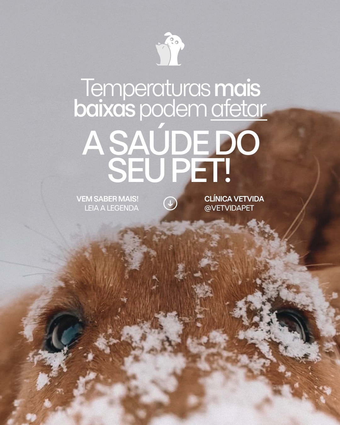 Post sobre os efeitos das baixas temperaturas na saúde do pet do projeto CLÍNICA VETVIDA