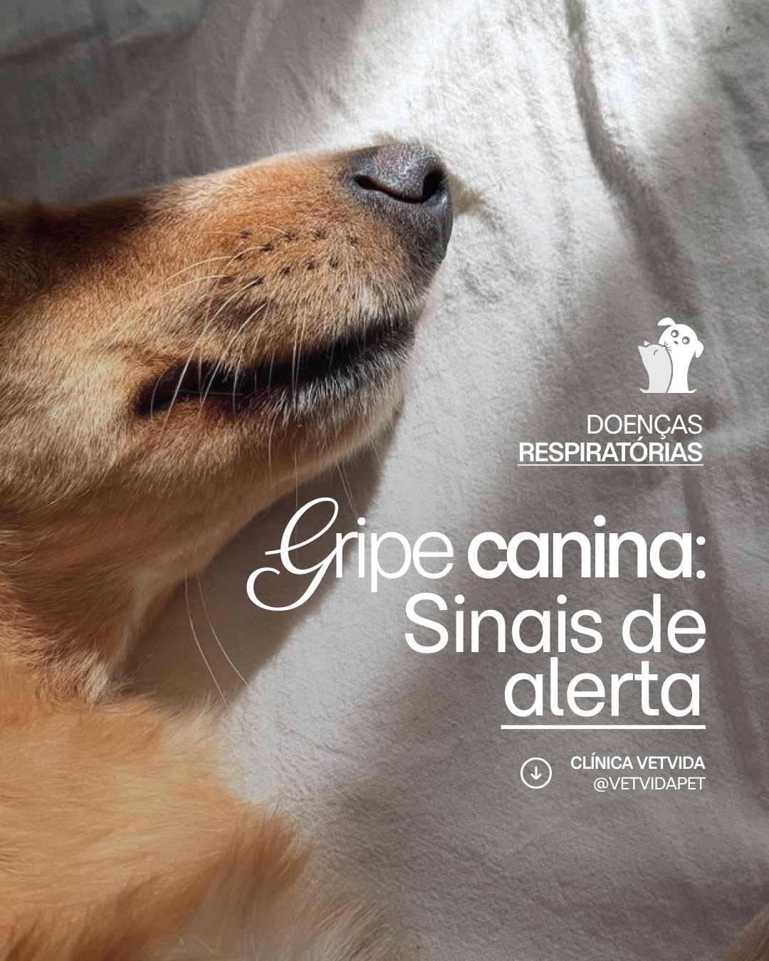 Post sobre sinais de gripe canina do projeto CLÍNICA VETVIDA