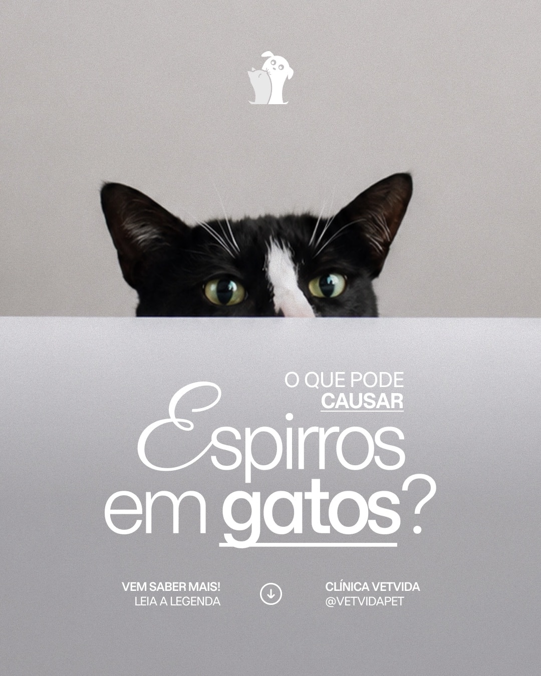 Post sobre possíveis causas de espirros em gatos do projeto CLÍNICA VETVIDA