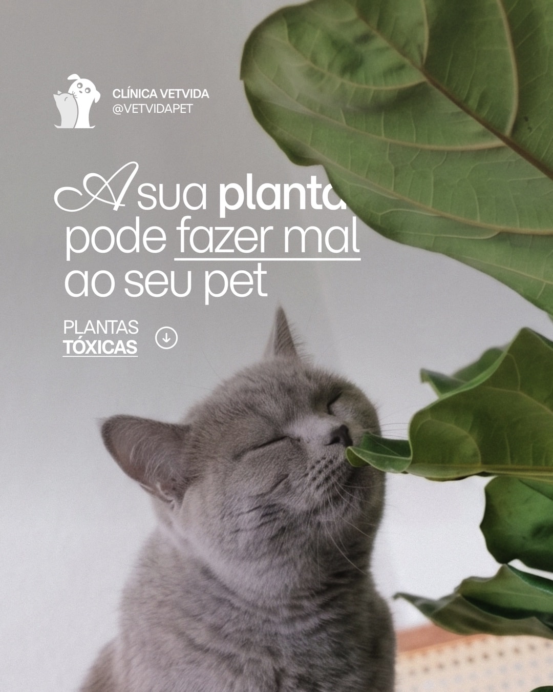 Post sobre plantas tóxicas para pets do projeto CLÍNICA VETVIDA
