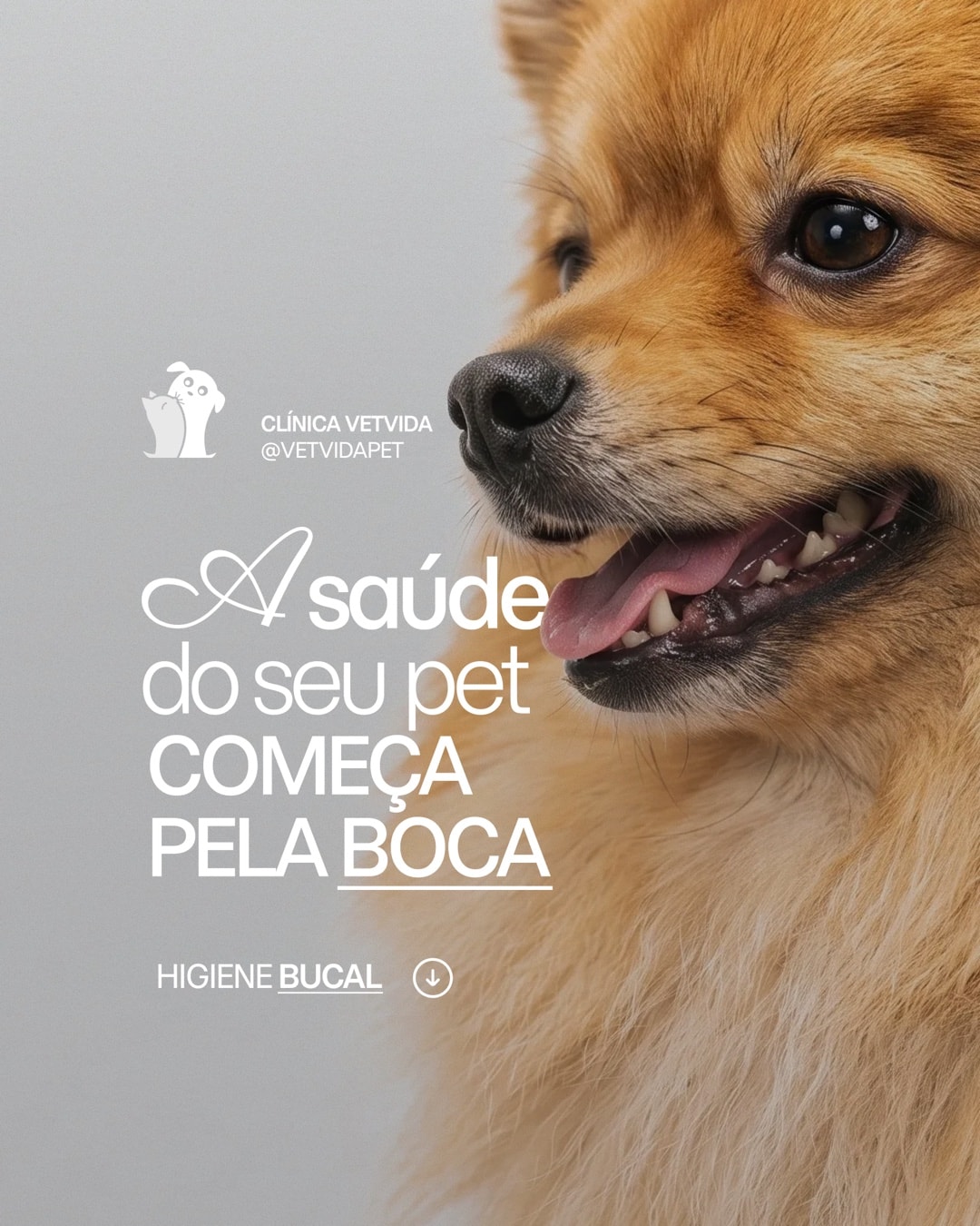 Post sobre a importância da higiene bucal do pet do projeto CLÍNICA VETVIDA
