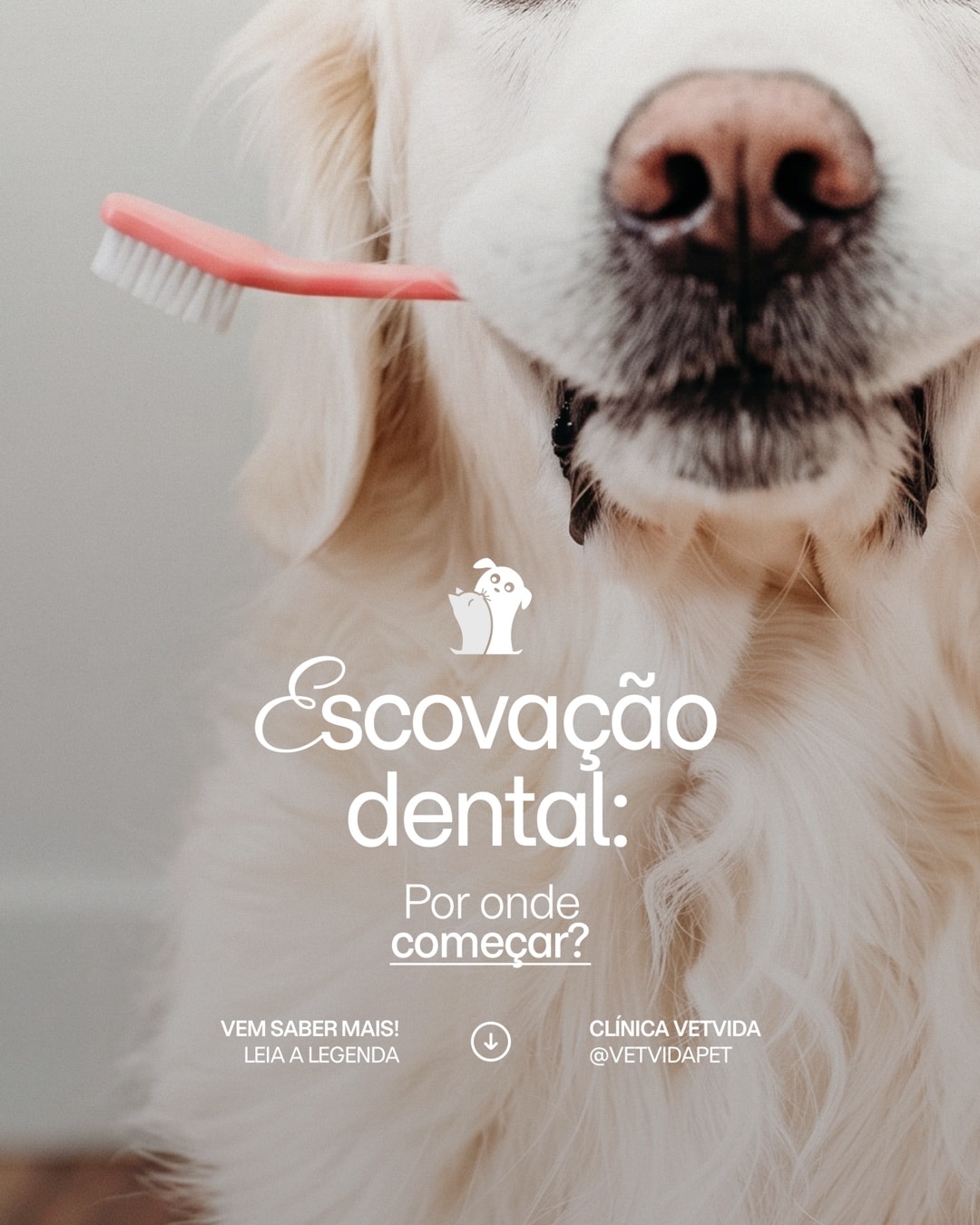 Post sobre como começar a escovação dental do pet do projeto CLÍNICA VETVIDA